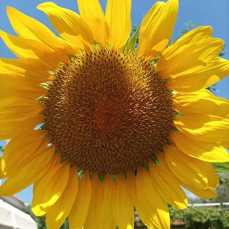 Thassossweethome 别墅