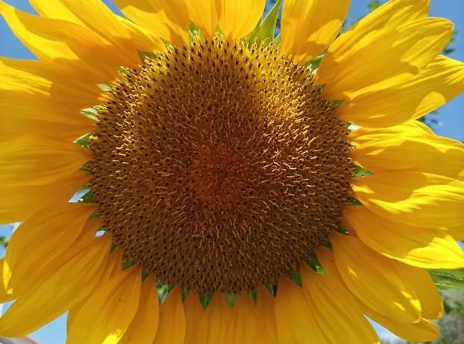 Thassossweethome 别墅